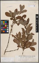 Foto von Salix caprea L. x Salix cinerea L.